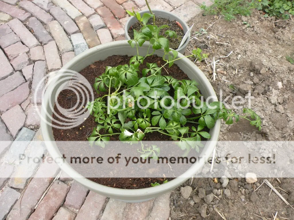 29meimoestuin018.jpg