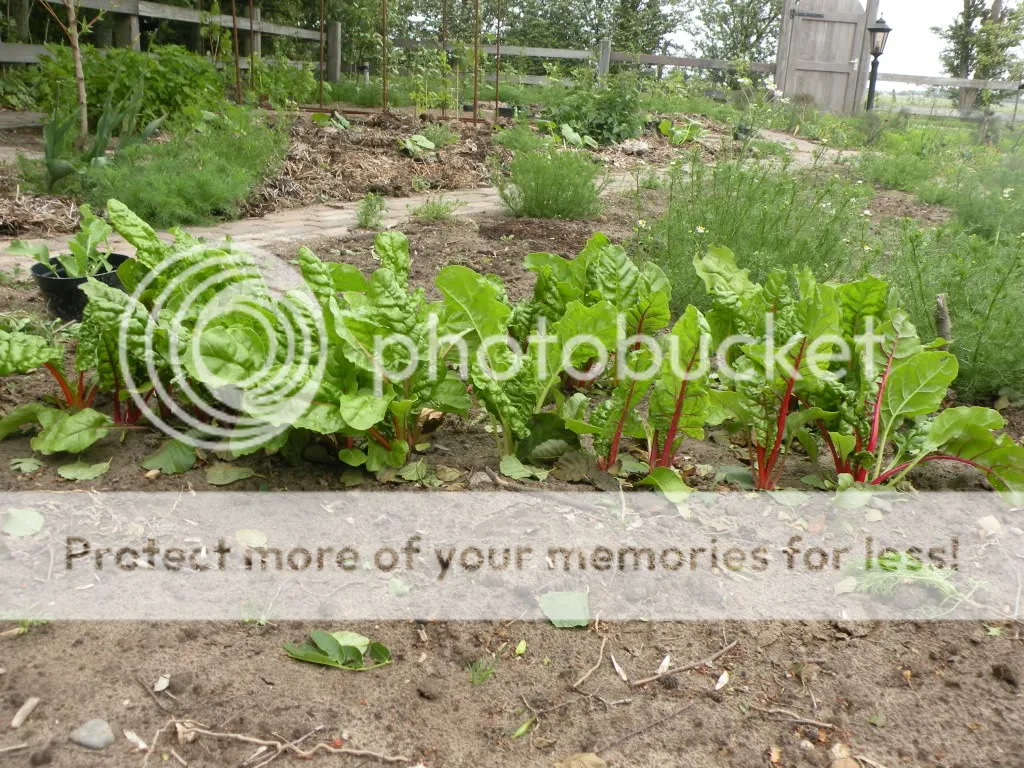 29meimoestuin023.jpg