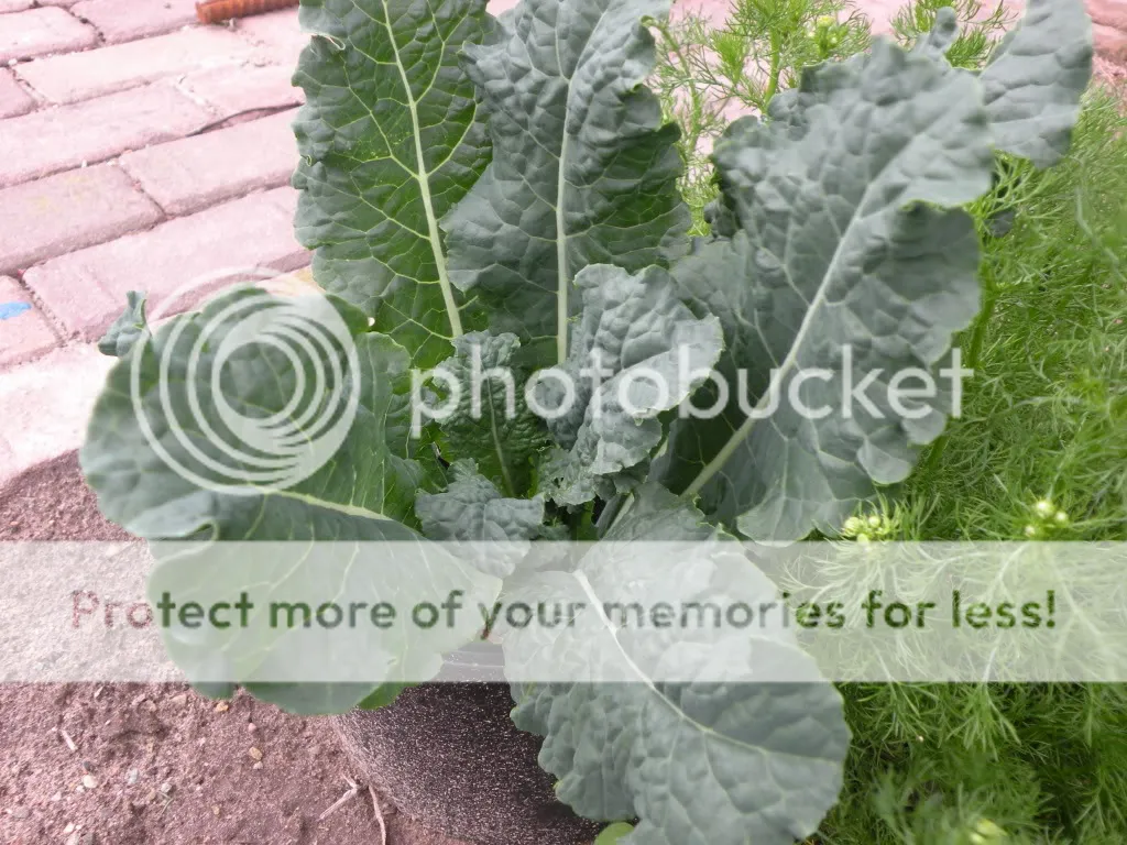 29meimoestuin027.jpg