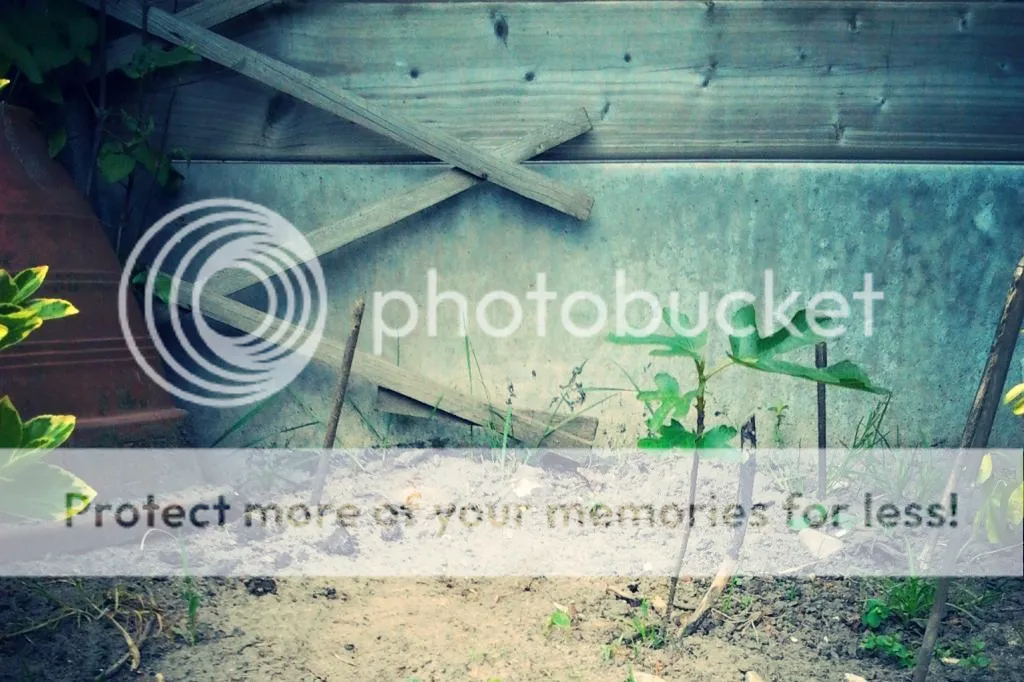 3179a80c-fc5d-496e-b409-0868ad97bd9f_zps7ad9670c.jpg