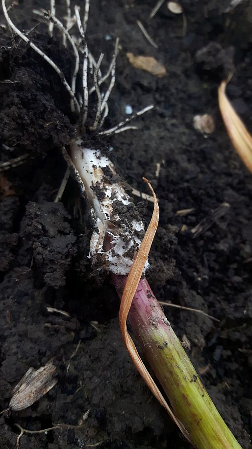 33601057278_91d0fb1aa1_o.jpg