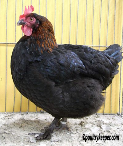 360650ee_4260-Copper-Black-Marans-Hen-8.jpeg