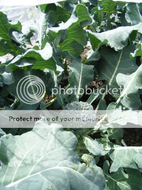 4-broccoli.jpg