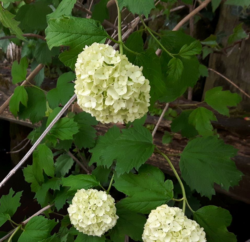 41342919664_233d55499c_b.jpg