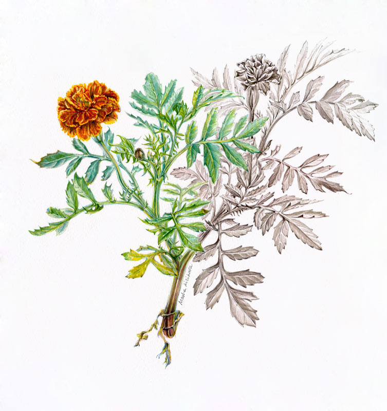 tagetes