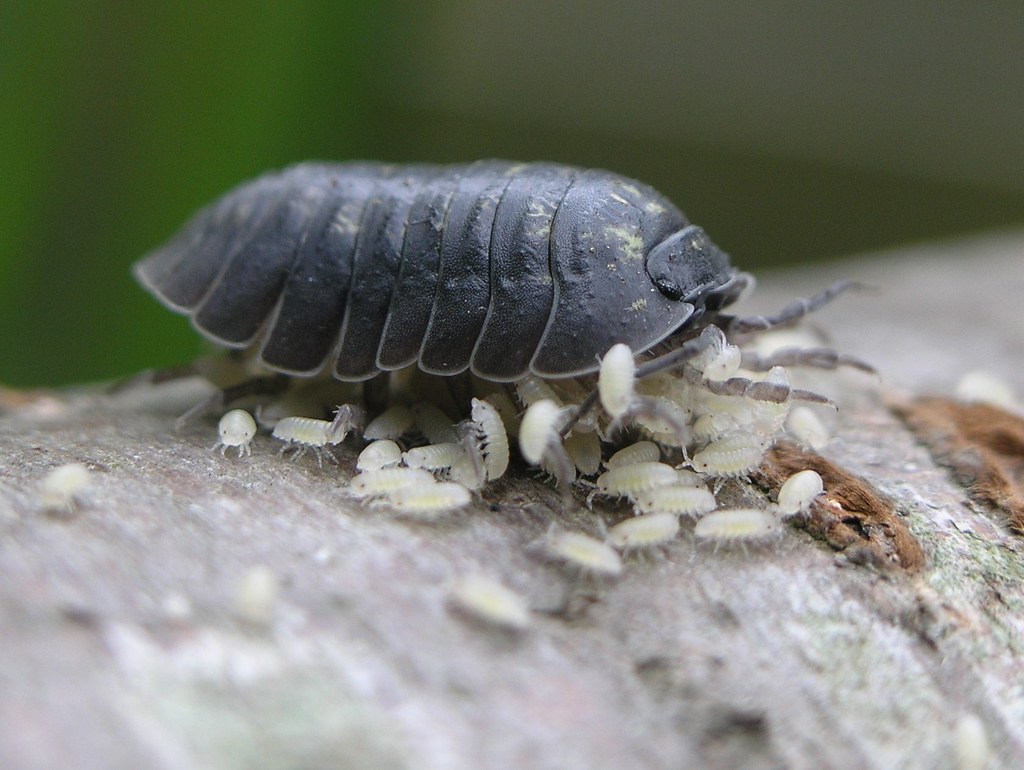 Pill Woodlouse (Armadillidium vulgare) with Young - a photo on ...