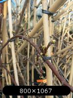 4e2b2d52e7b4c-sporen.thumb.jpg