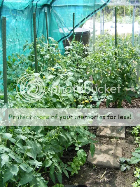 5-tomaten-randyf1-volkstuin.jpg