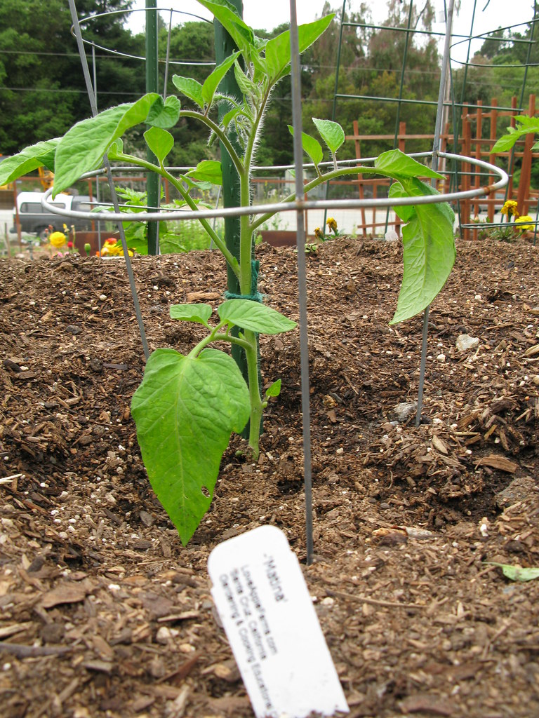 Matina Tomato Plant