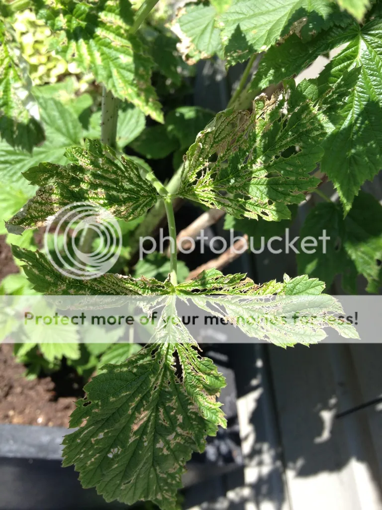 5EF64E8B-40D8-4725-AE88-7C0CF593B655-381-00000034CB867FF1_zpsc38308ee.jpg