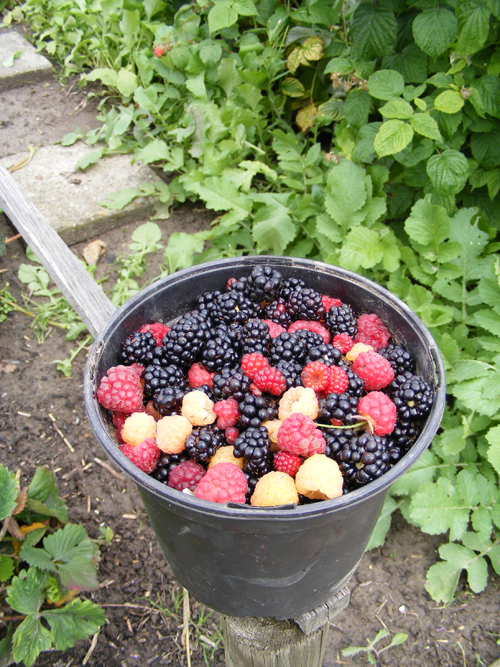 6-fruit.jpg