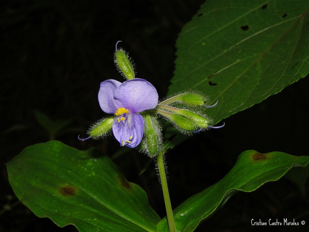 Tinantia erecta