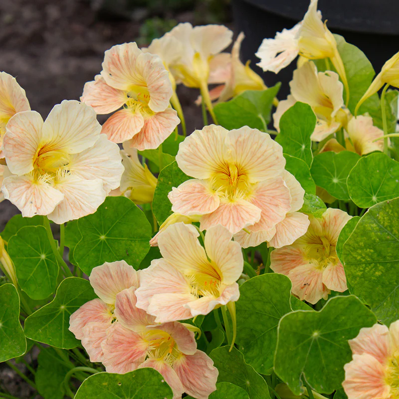 Oost-Indische Kers - Tip Top Pink Blush