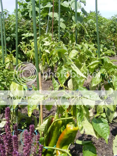 7-paprika-vollegrond.jpg