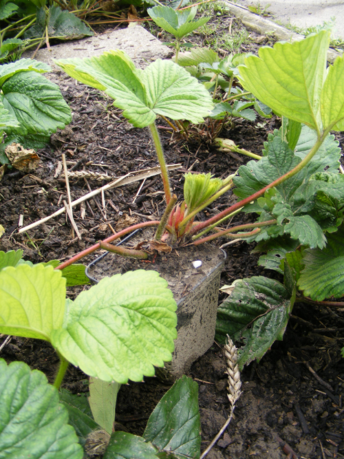 7-uitlopers-aardbeien-stekken.jpg
