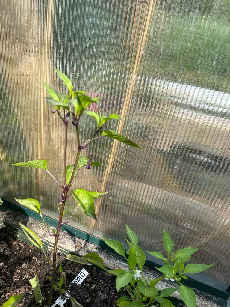 99632a102e19e8a2c2b61500676396c6.jpg