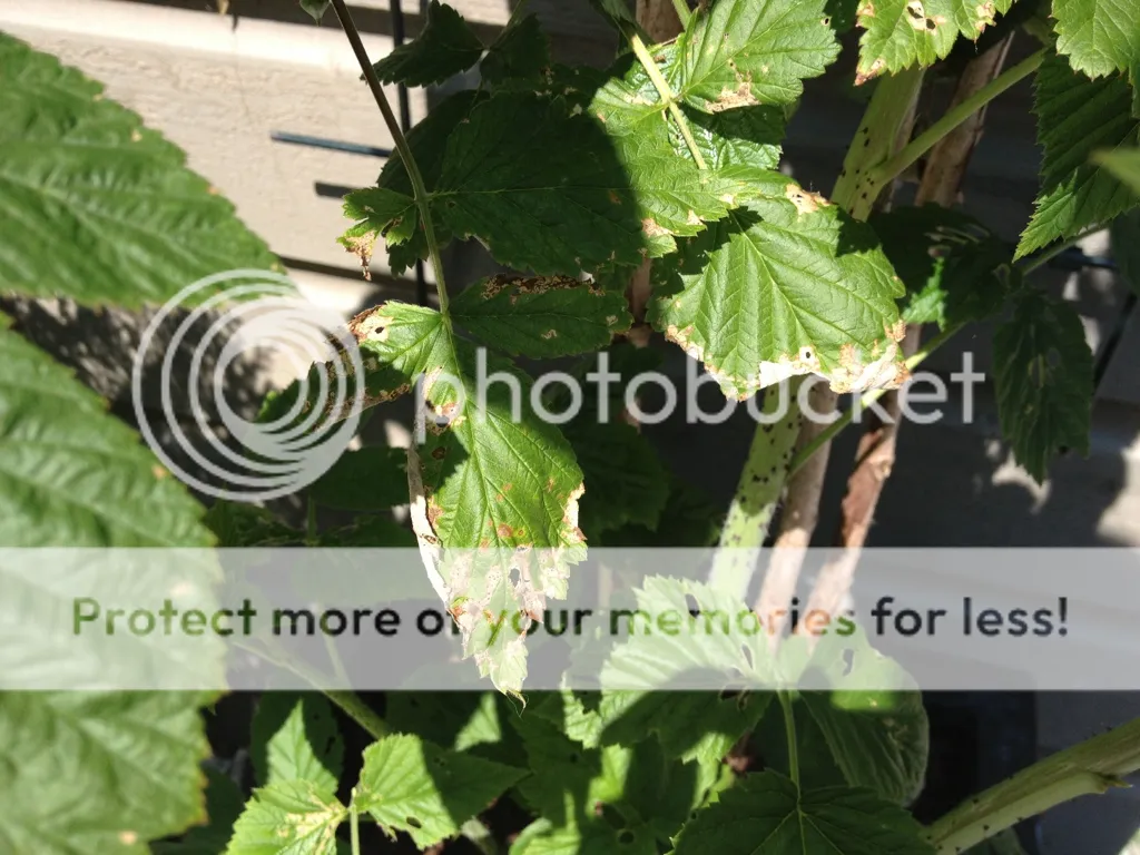9BBDC3E6-E255-4DFC-A97E-AD1E3A1E0CEC-381-00000034C4A59727_zpse0ac2922.jpg