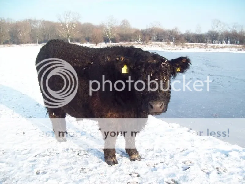 Afbeelding034.jpg