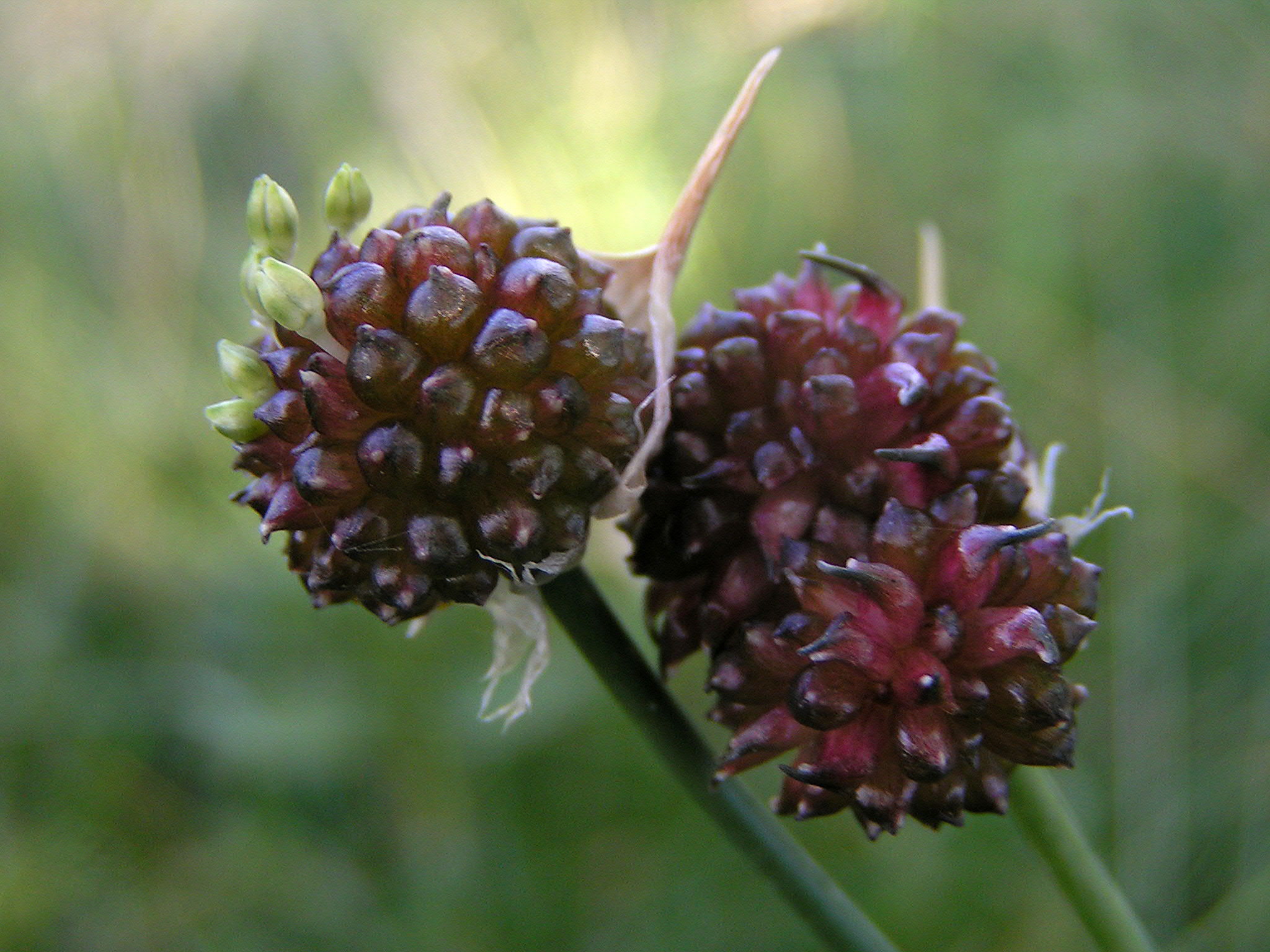 Allium_vineale02.jpg