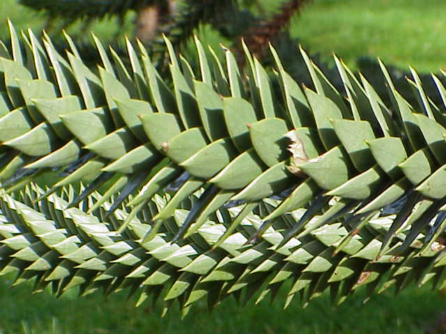 Araucaria_araucana4.jpg