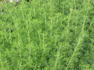 Artemisia_abrotanum.jpg