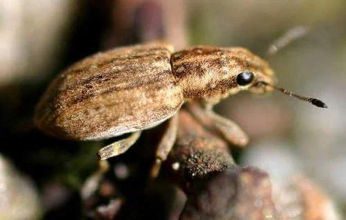 Bladrandkever_-500x318.jpg