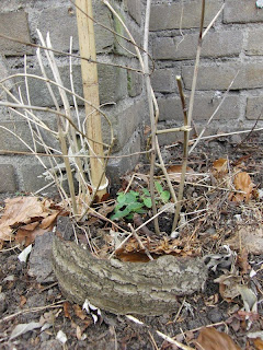 CIMG7634.JPG