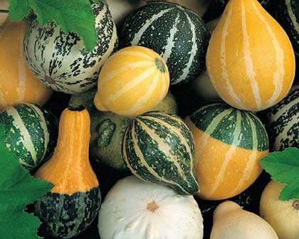 CucrbitaPepoGourdsMixed420.jpg