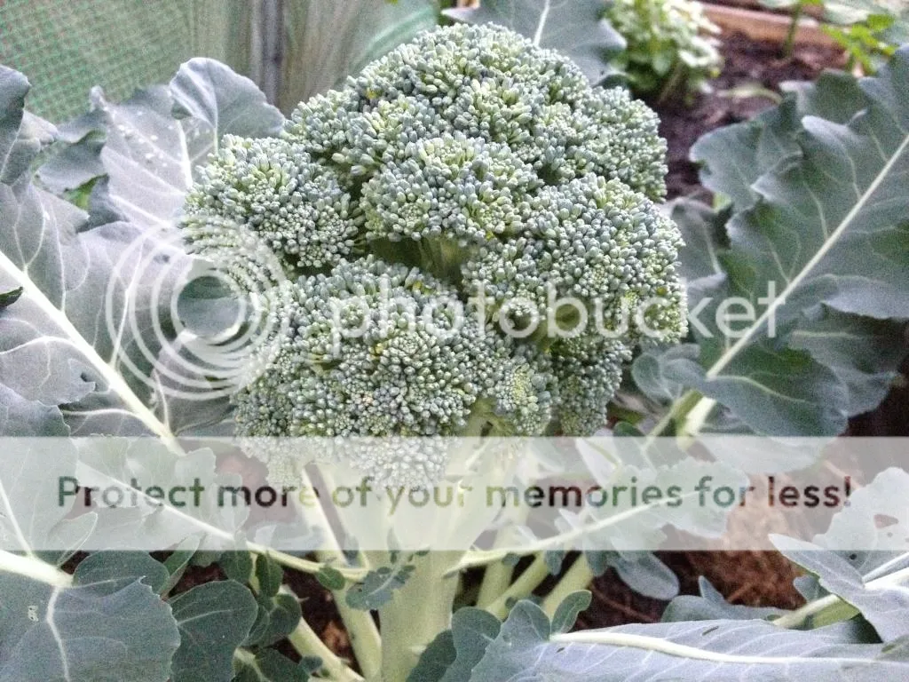 D966C229-2974-4D4E-A55B-83A9A9E5BCB6_zpsibtfr1a8.jpg