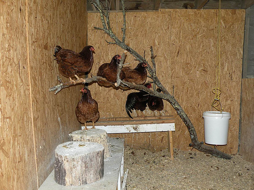 DIY-Tree-Chicken-Roost.jpeg