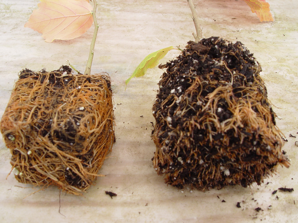 Air Pot™ Root Comparisons - Chiyoko & Guy's Photo Site.