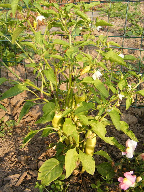 DSCF02134.jpg