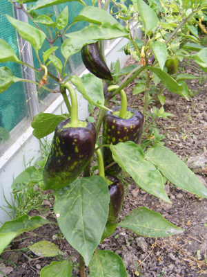 DSCF02135.jpg