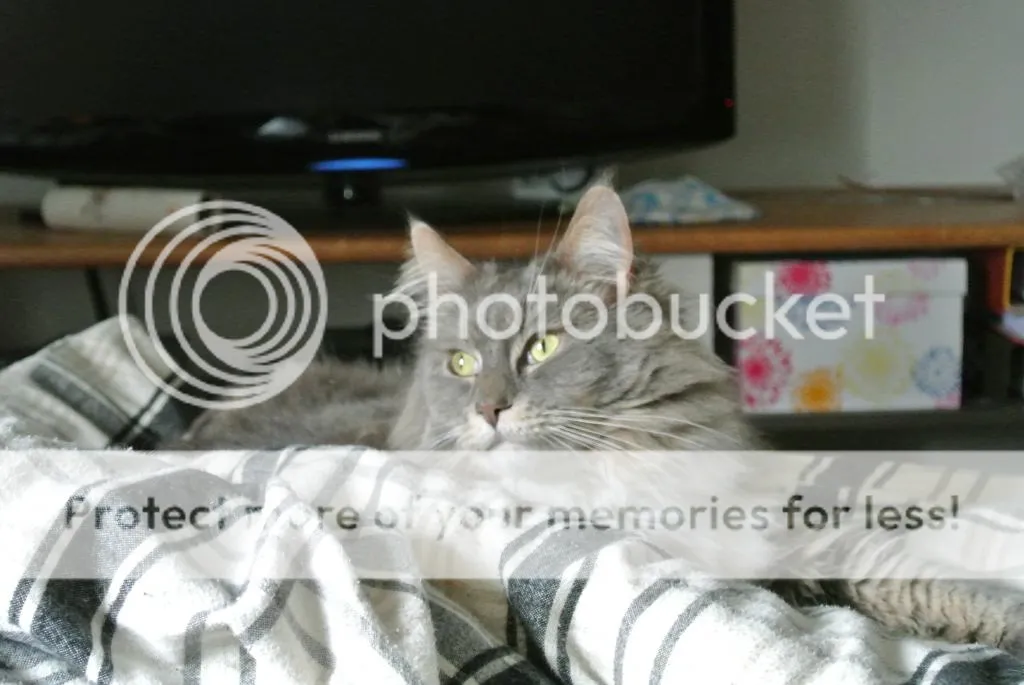 DSC_0017_zps19dae7ec.jpg