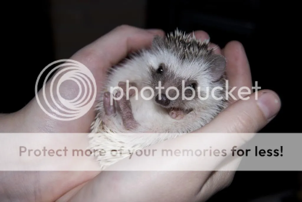 DSC_0086_zps277d548a.jpg