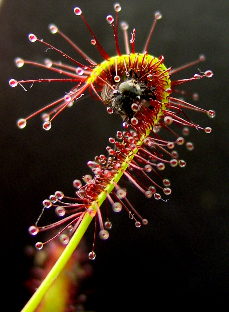 Drosera_capensis_bend.JPG