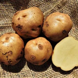 Epicure-kl-2_compact_cropped.jpg?v=1598365241