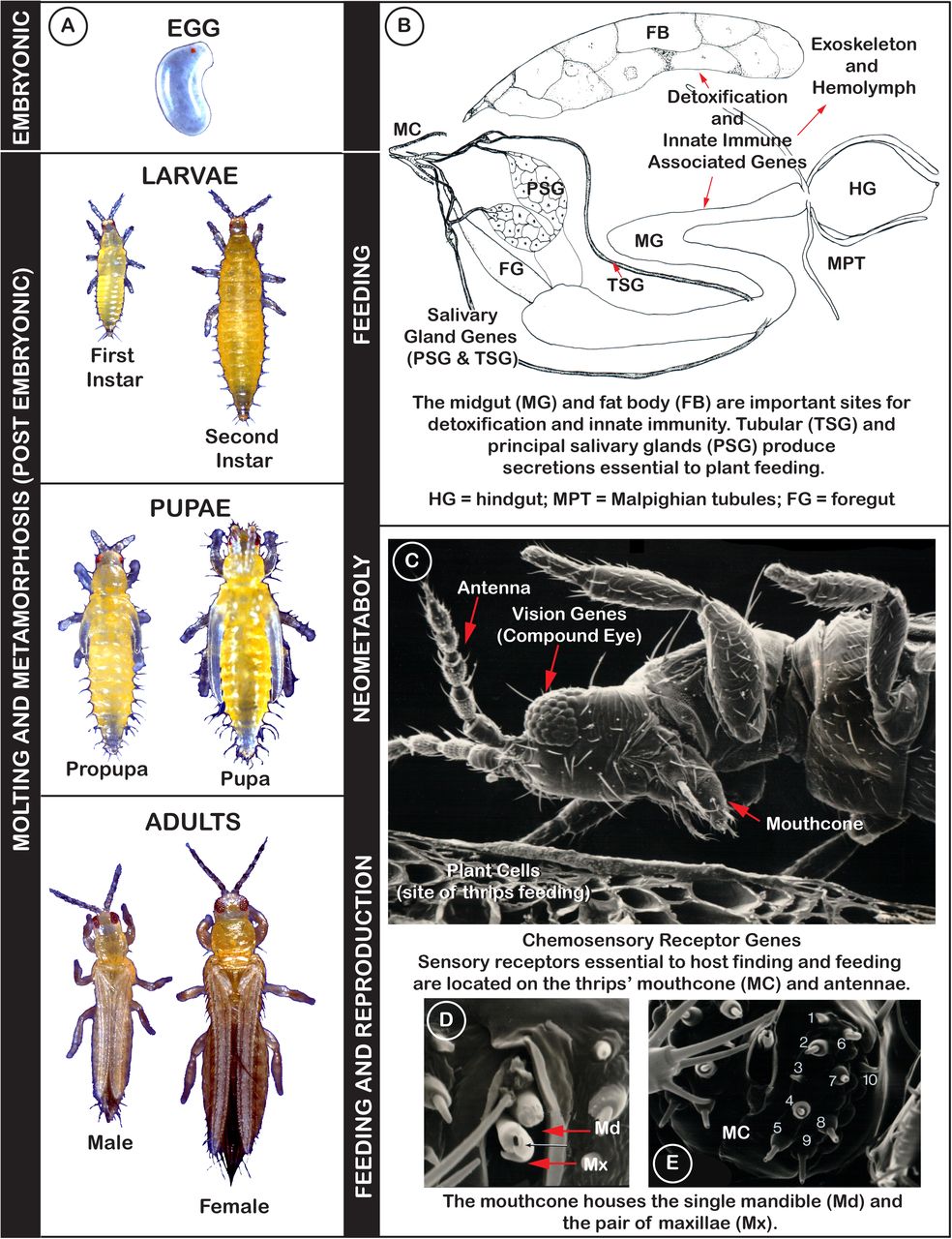 Genome-enabled insights into the biology of thrips as crop pests ...