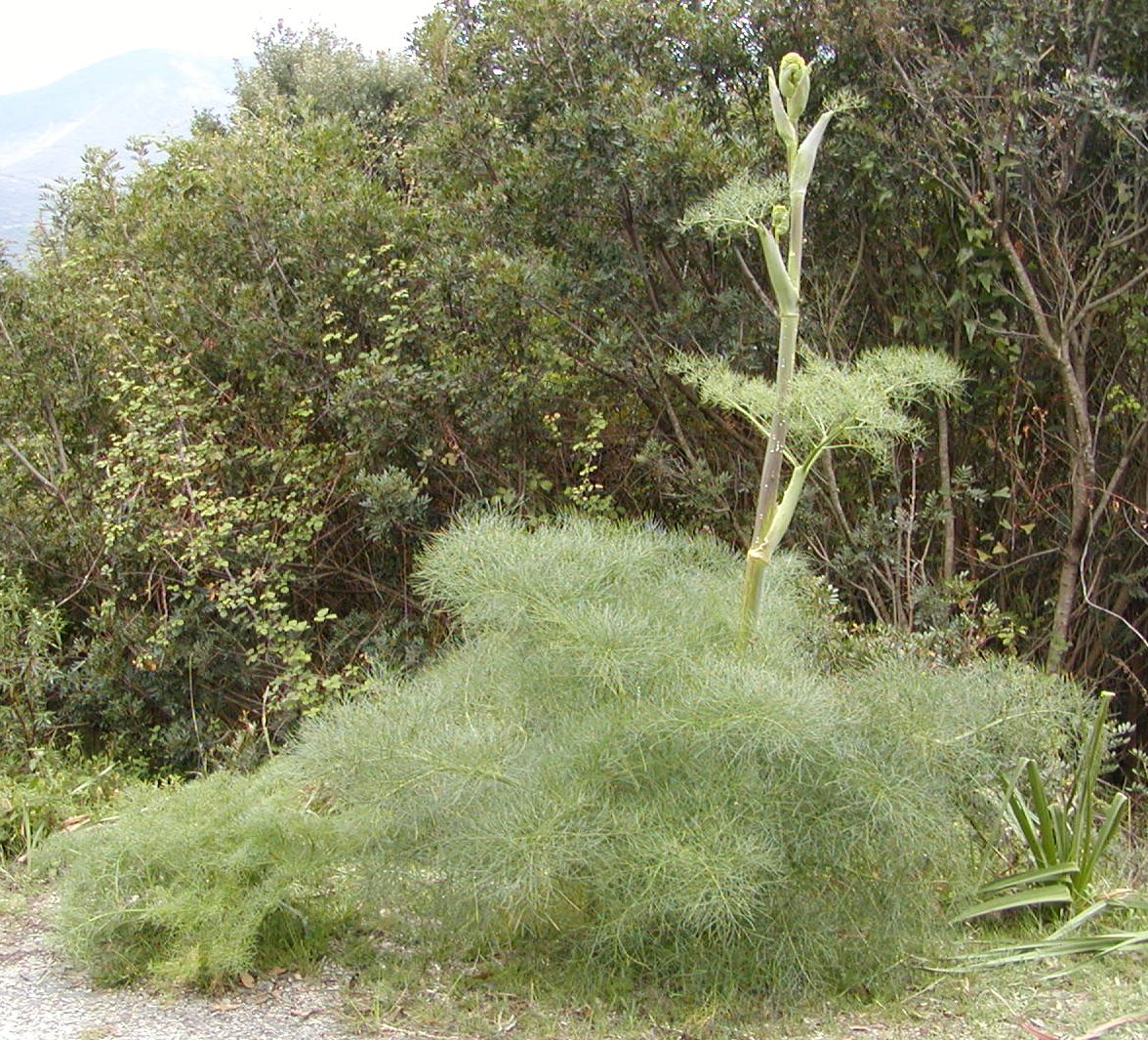 Ferula_communis.jpg