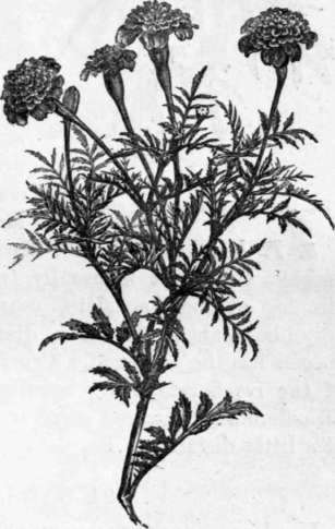 Fig-135-Tagetes-patula-1-3-nat-size.jpg