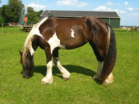 Foto-6YQOPV3I-D.jpg