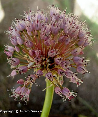 Garlic+Photo+3-c.jpg