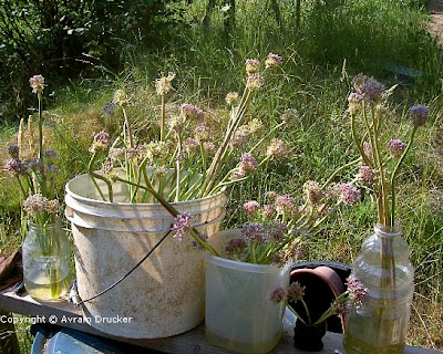 Garlic+Photo+4-c.jpg