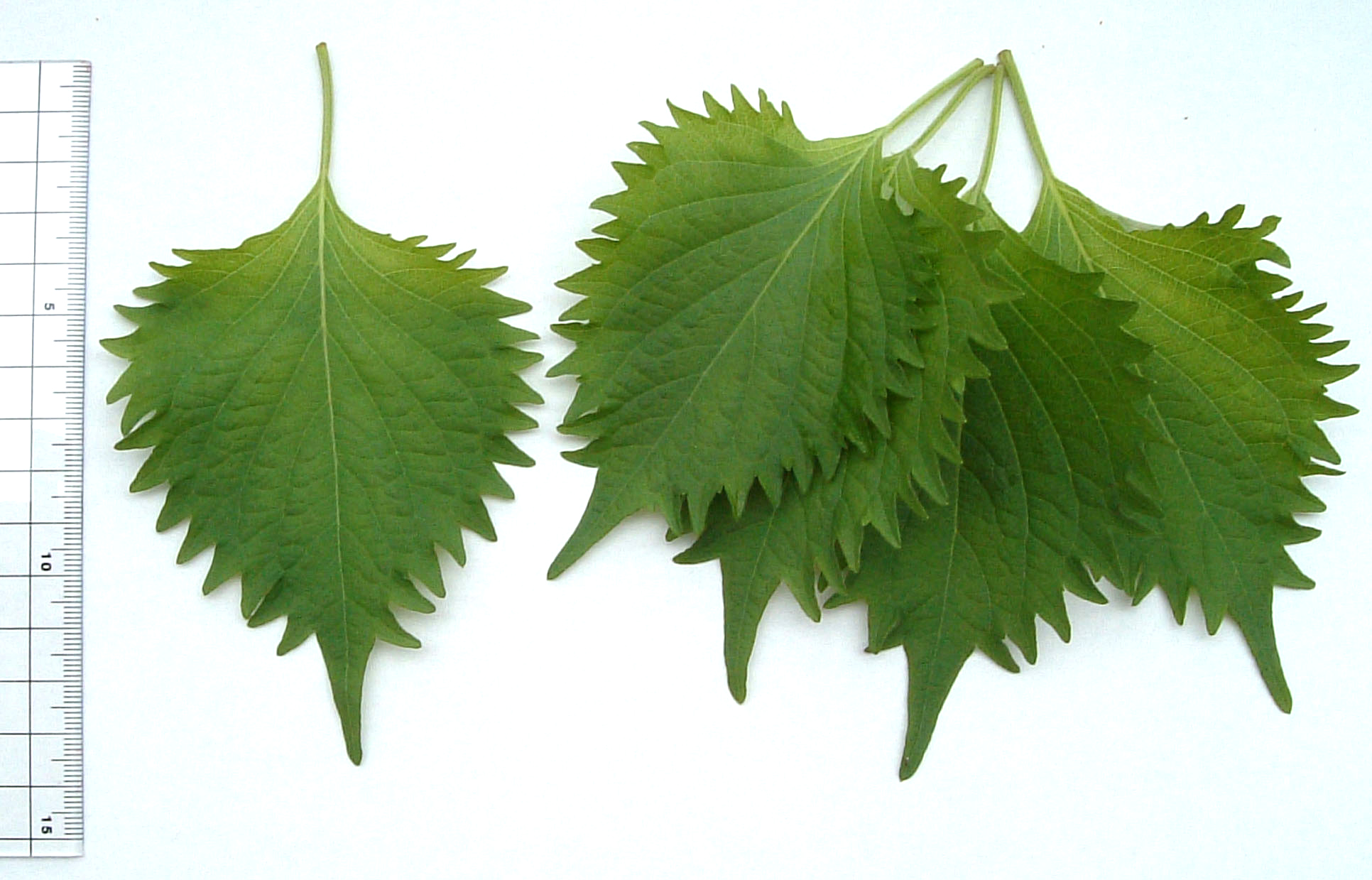 Green_shiso_perilla.jpg