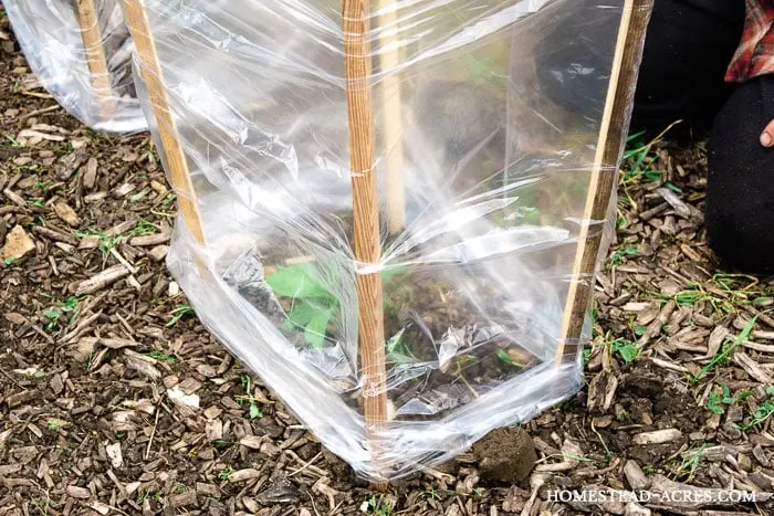 Easiest Way To Protect Pepper And Tomato Plants From The Cold - Homestead  Acres