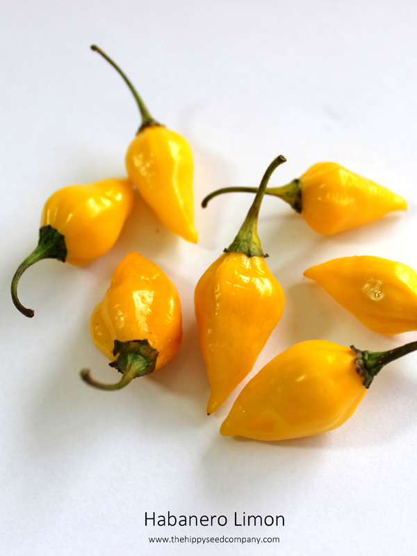 Habanero-Limon-2.jpg