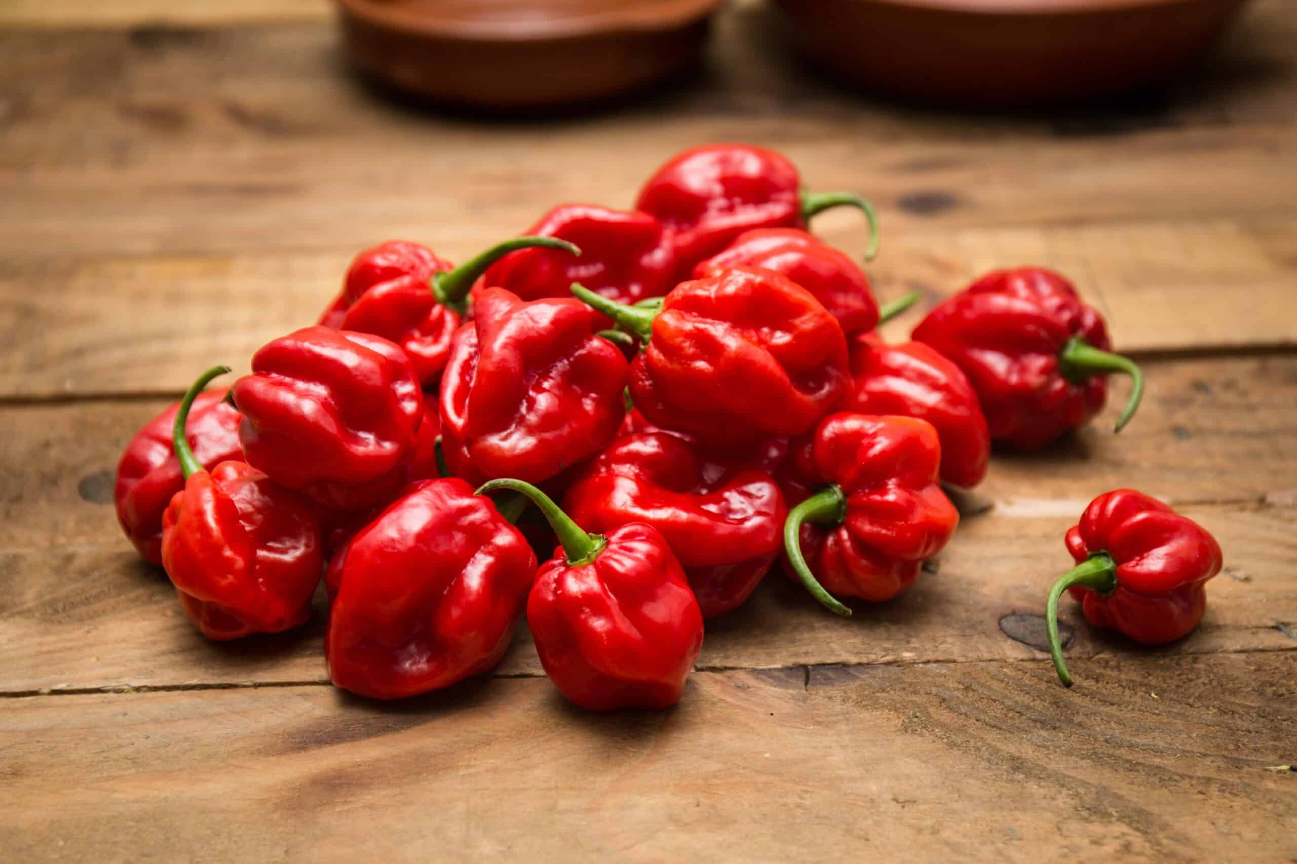 Habanero / Adjuma - Westlandpeppers