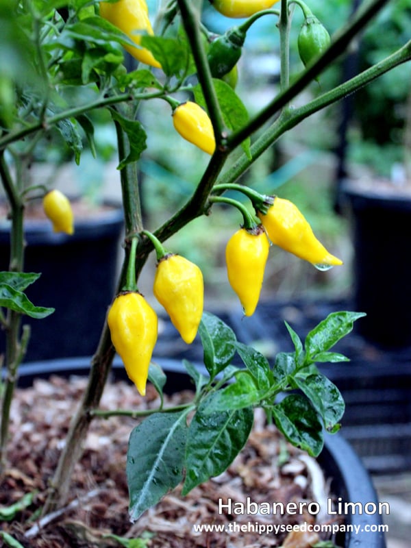 Habanerro-Limon.jpg