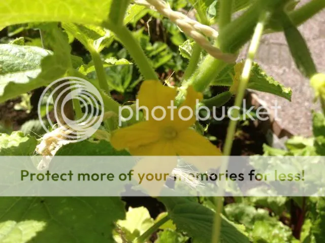 IMG_1354.jpg