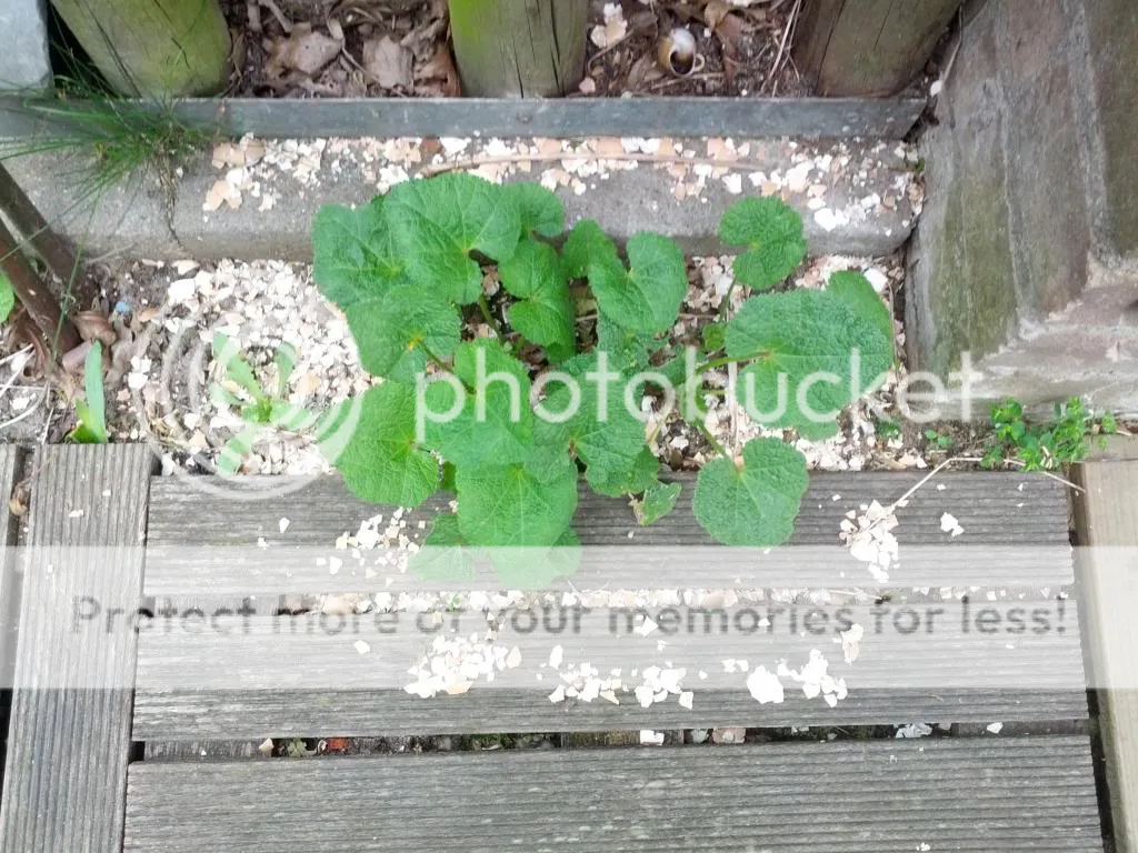 IMG_20140412_164824.jpg